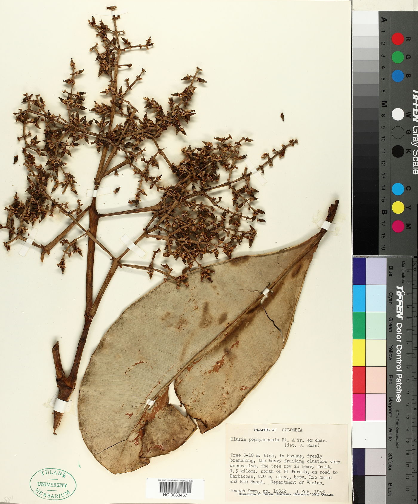 Clusia popayanensis image