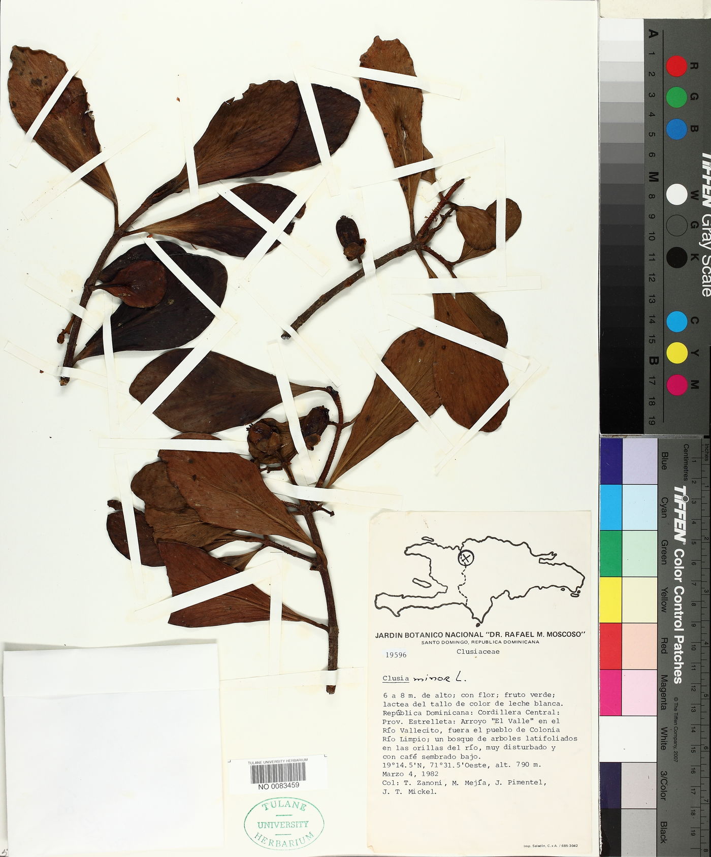 Clusia minor image