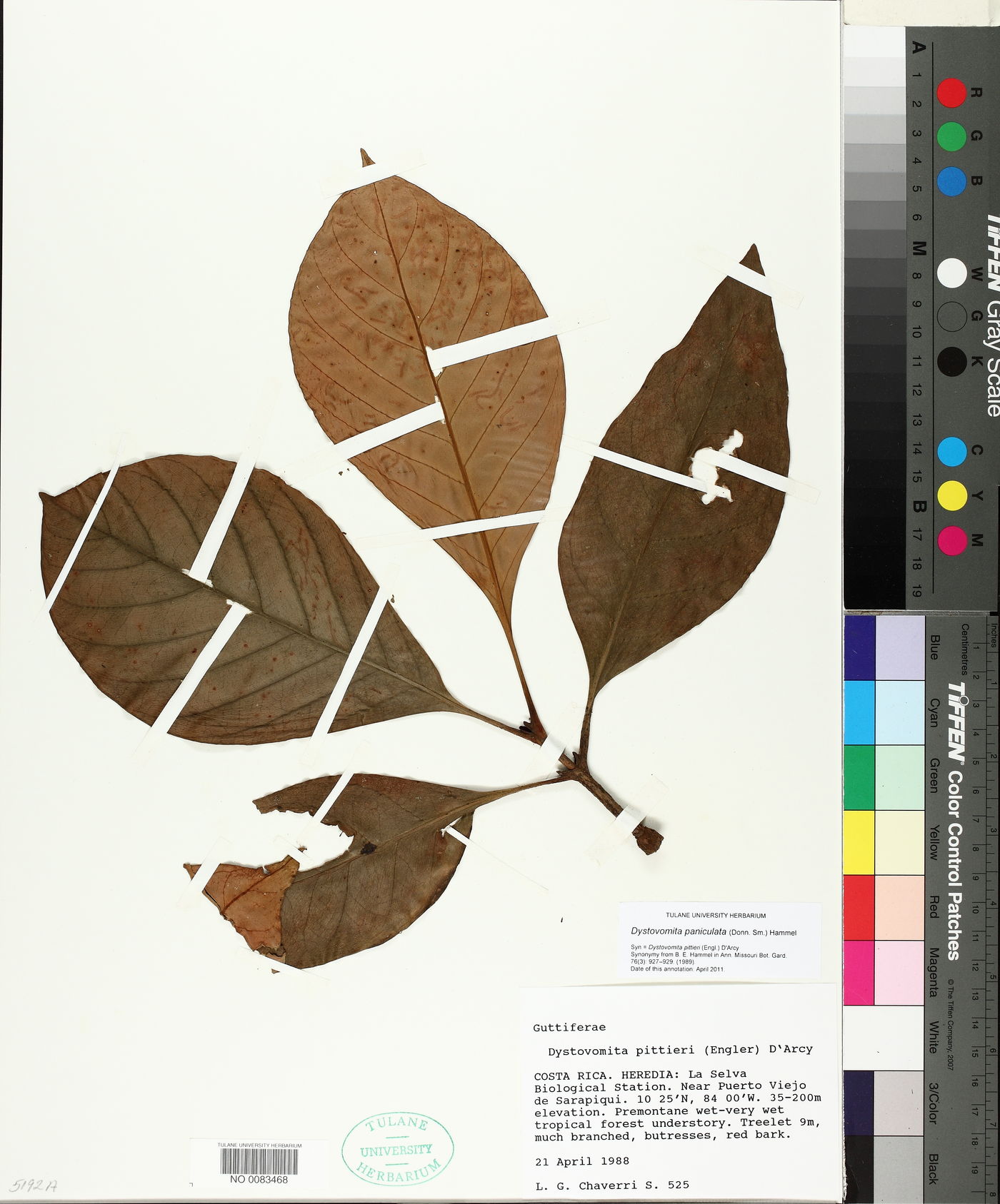 Dystovomita paniculata image
