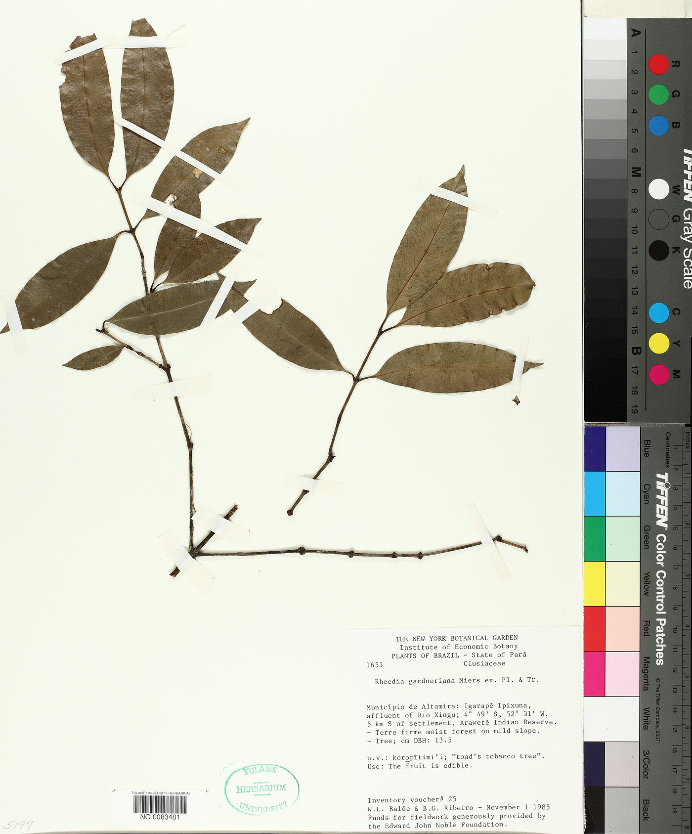 Garcinia gardneriana image