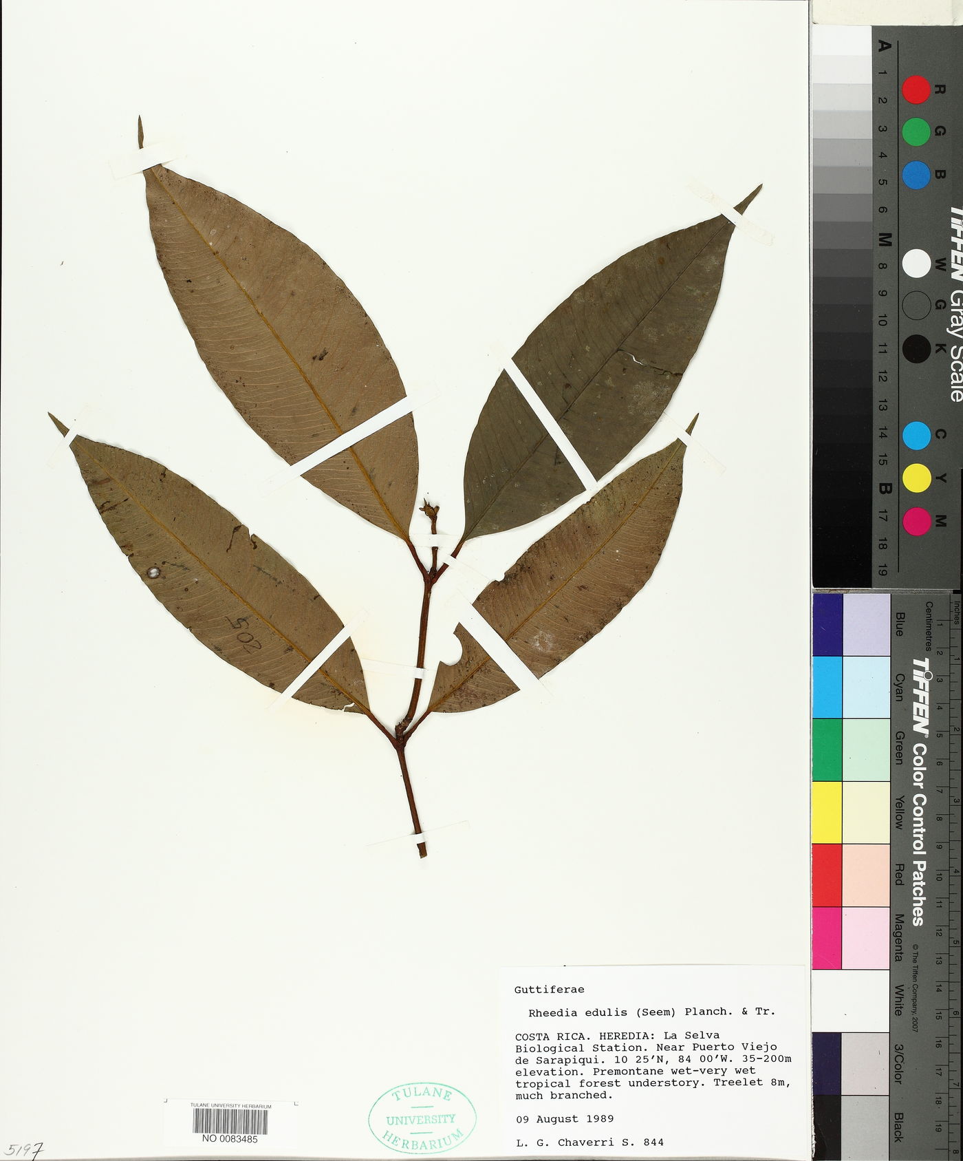 Rheedia edulis image