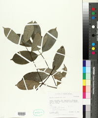 Image of Rheedia acuminata