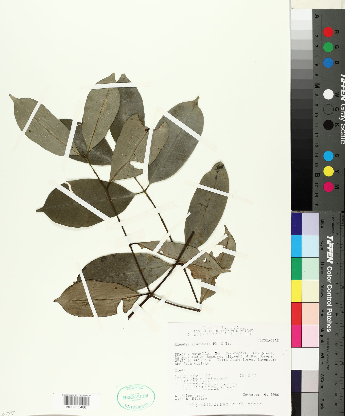 Rheedia acuminata image