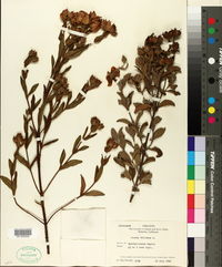 Cistus villosus image