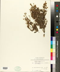 Image of Halimium halimifolium