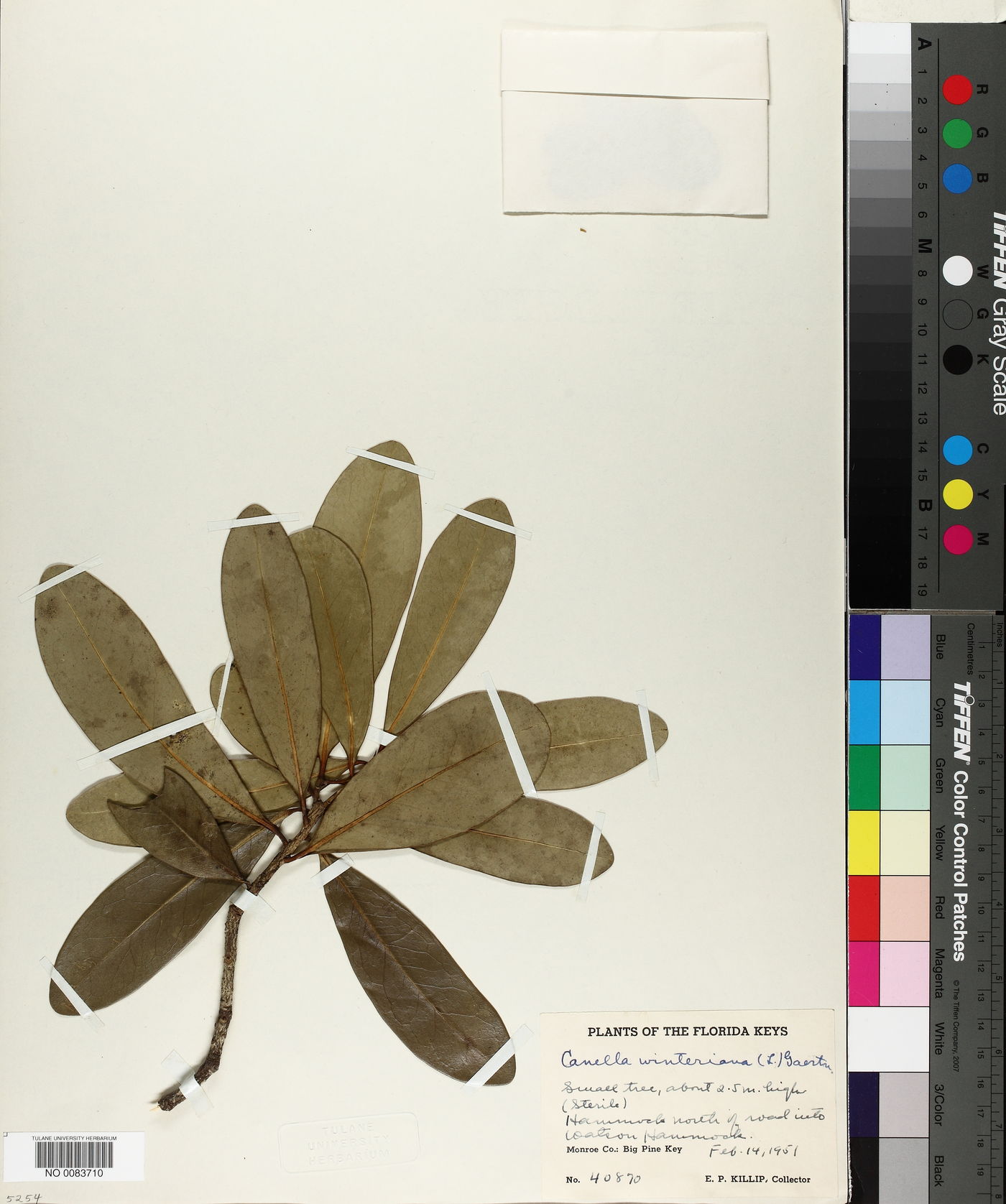 Canella winterana image