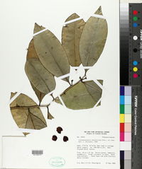 Image of Cinnamodendron tenuifolium