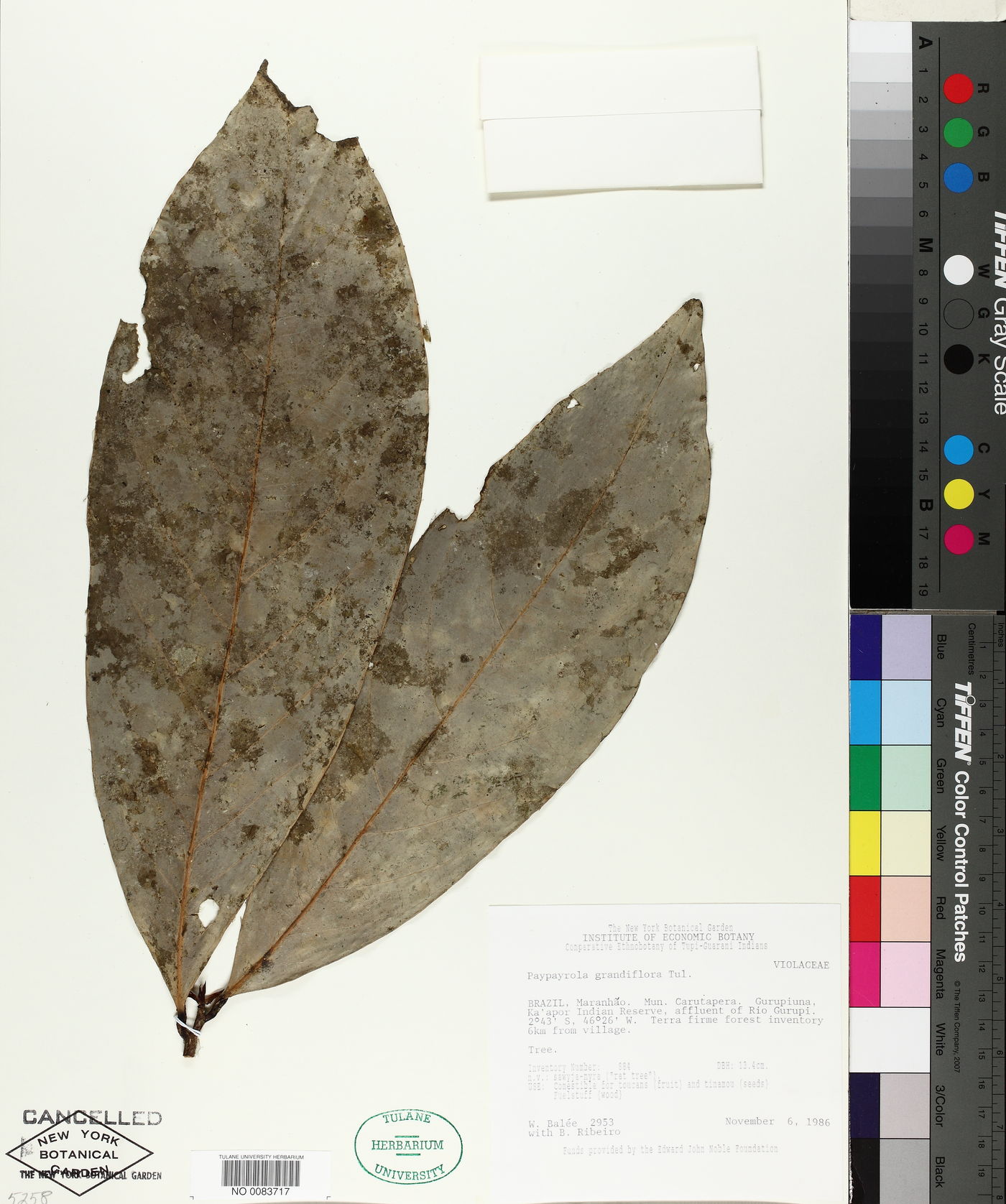 Paypayrola grandiflora image