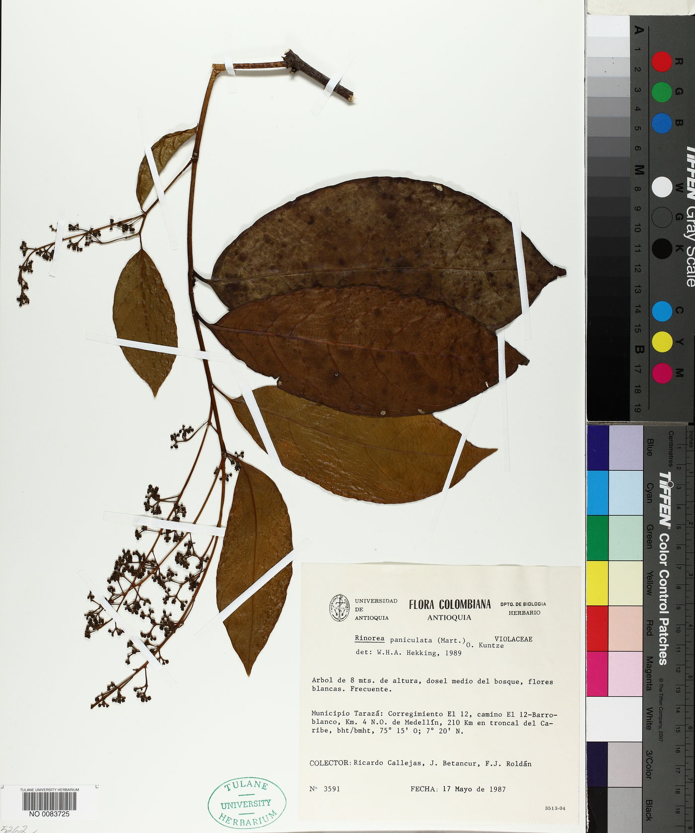 Rinorea paniculata image