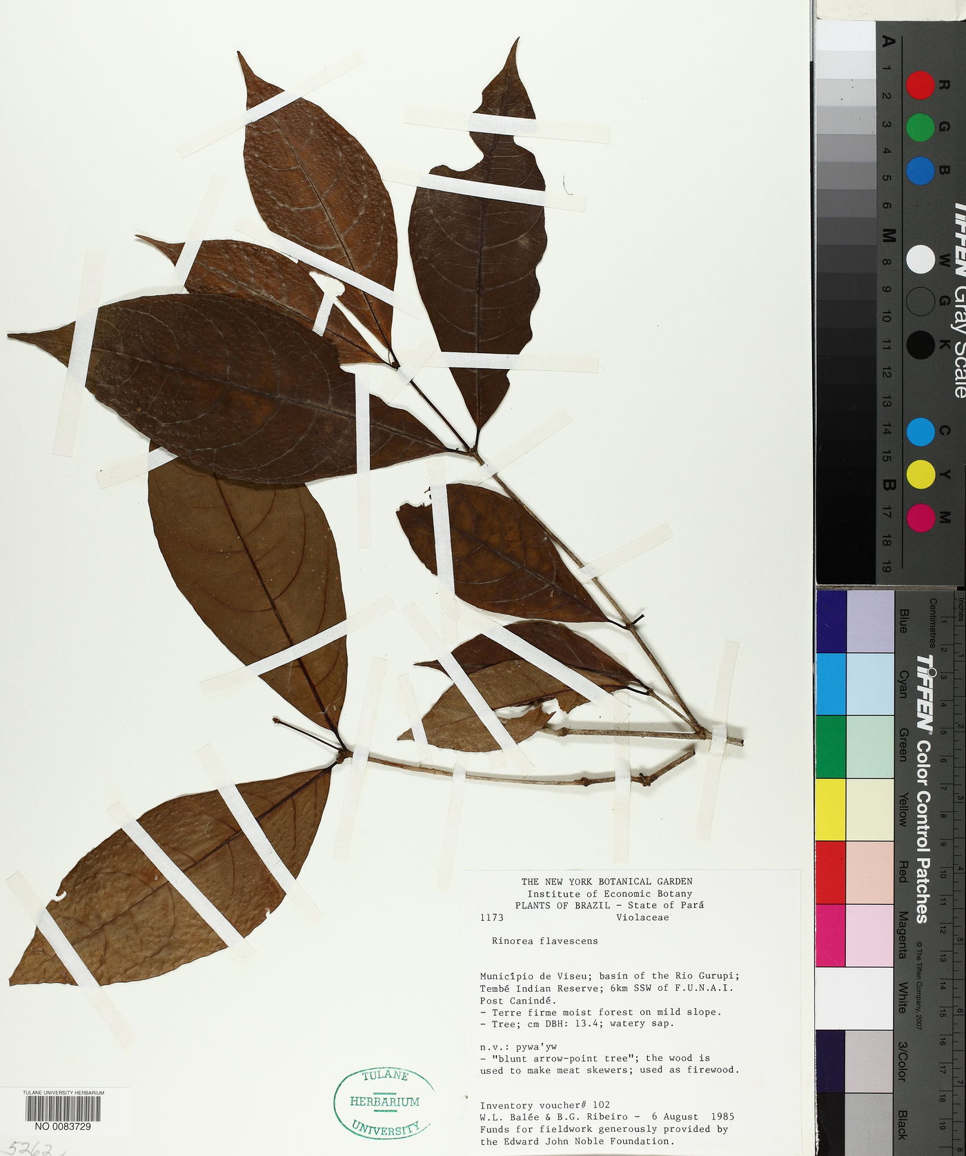 Rinorea flavescens image