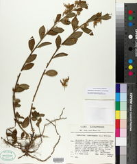 Image of Hybanthus calceolaria