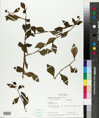 Hybanthus yucatanensis image