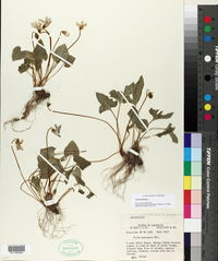 Viola palmata image