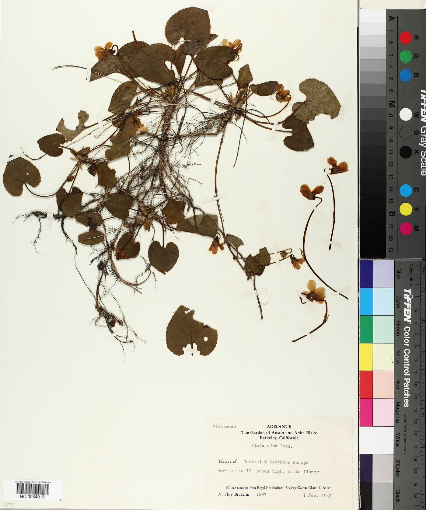 Viola alba image