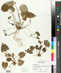 Viola blanda image