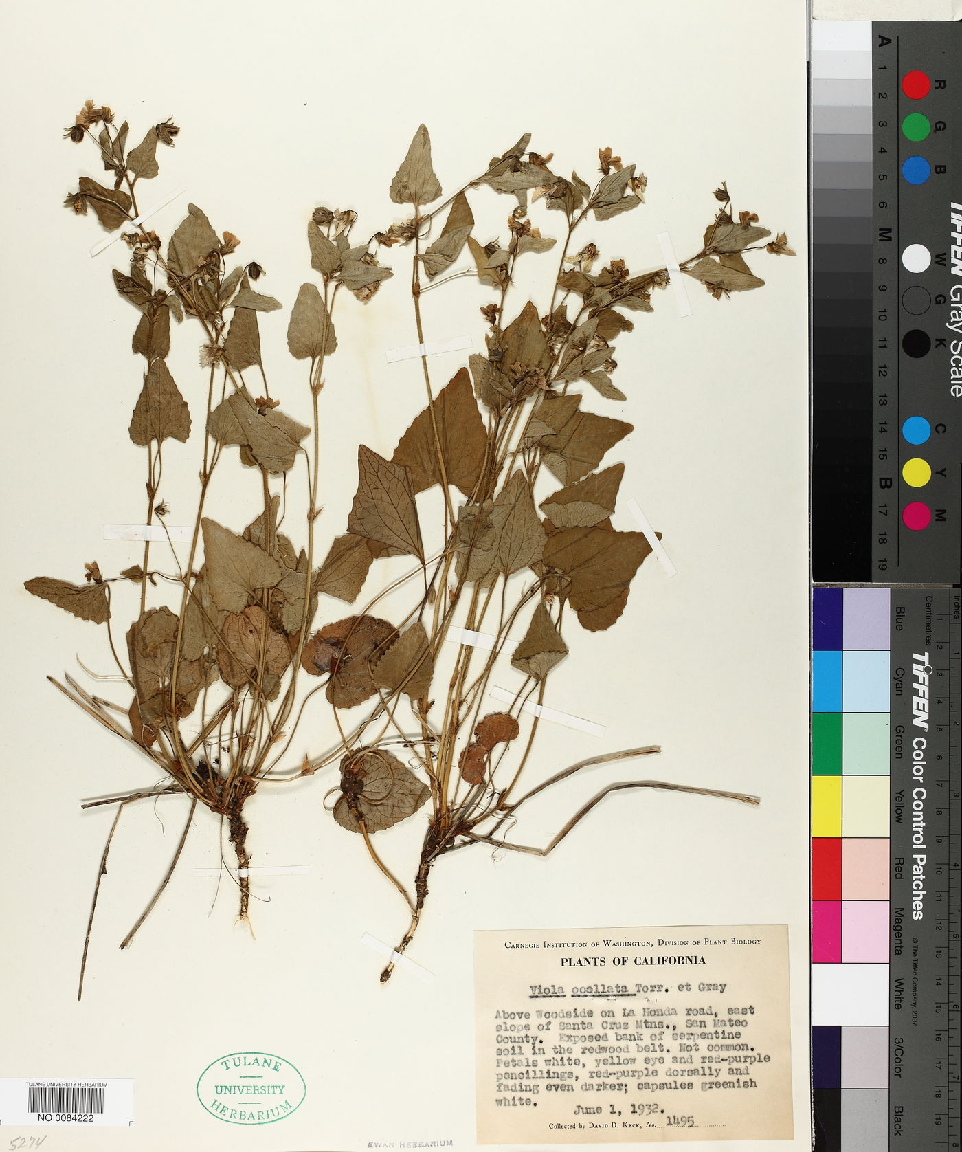 Viola ocellata image