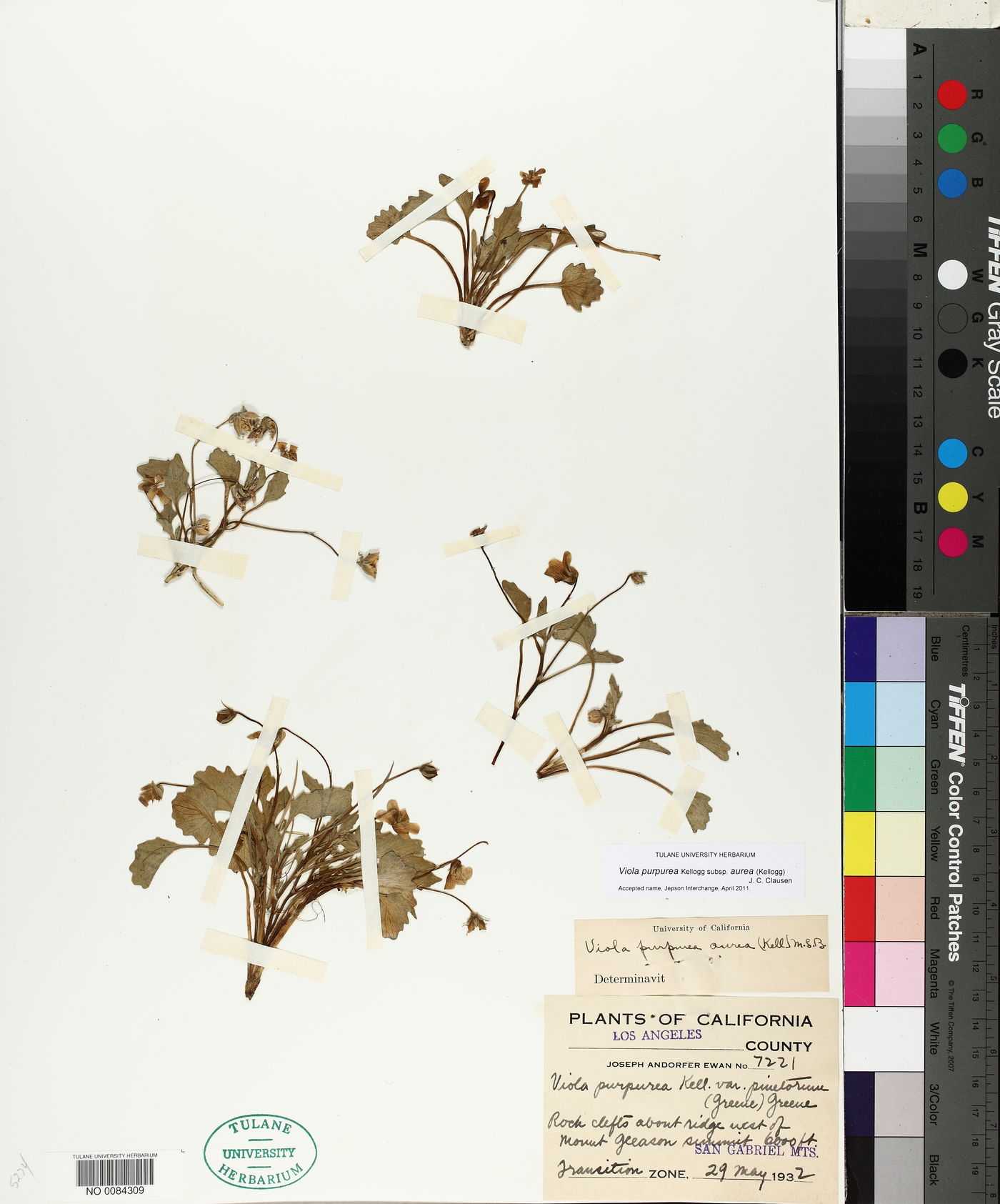 Viola purpurea subsp. aurea image
