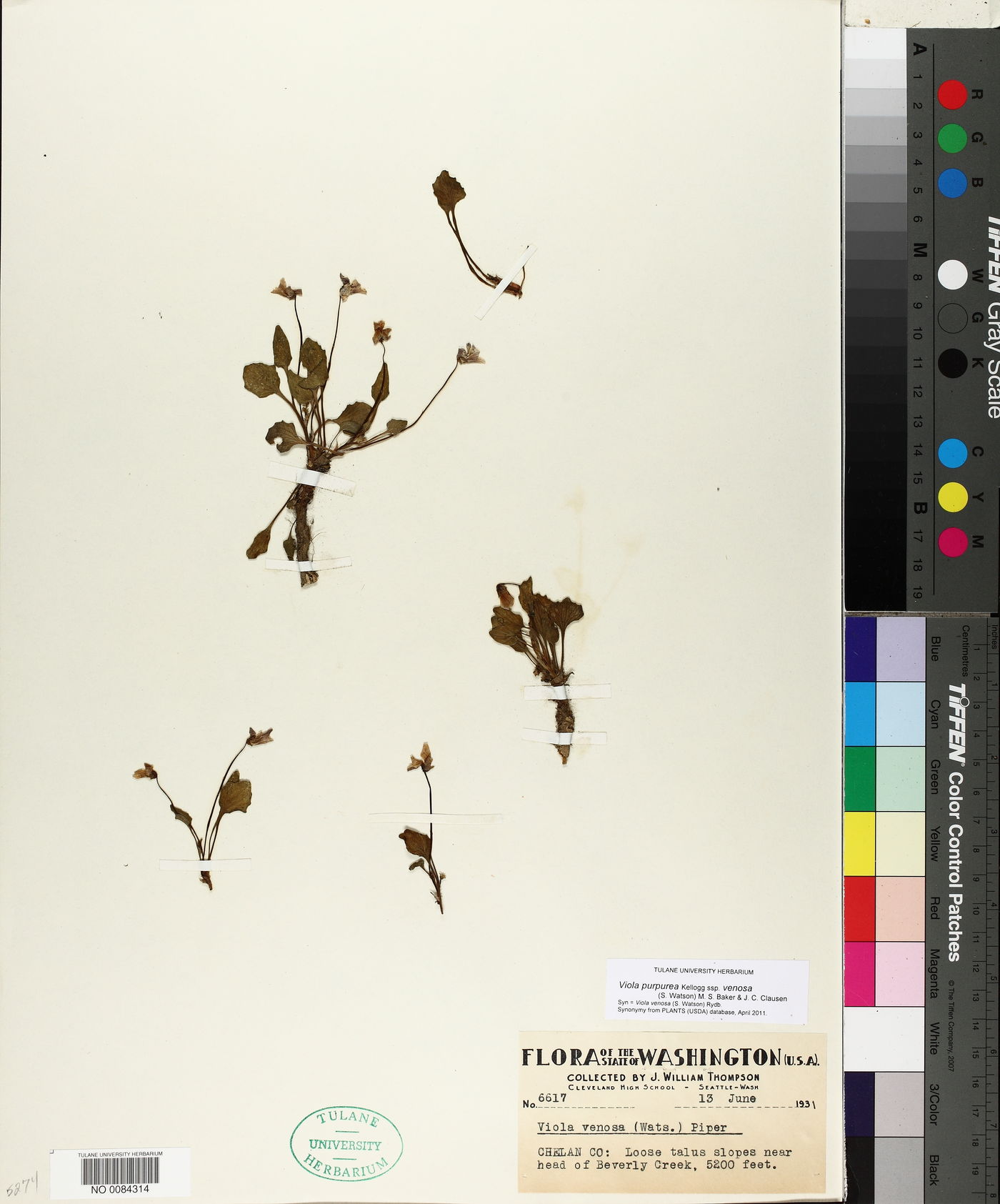 Viola purpurea subsp. venosa image