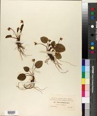 Viola rotundifolia image