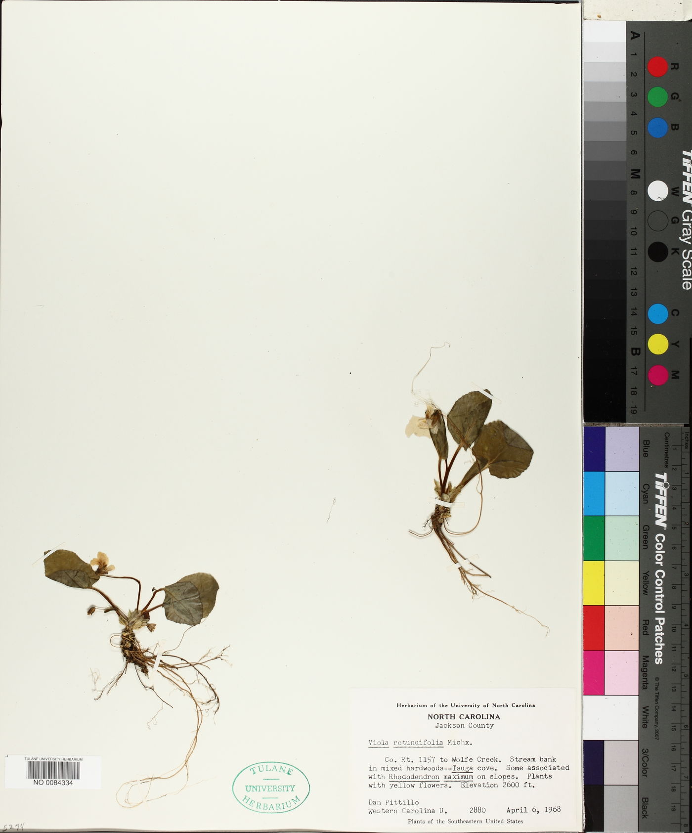 Viola rotundifolia image