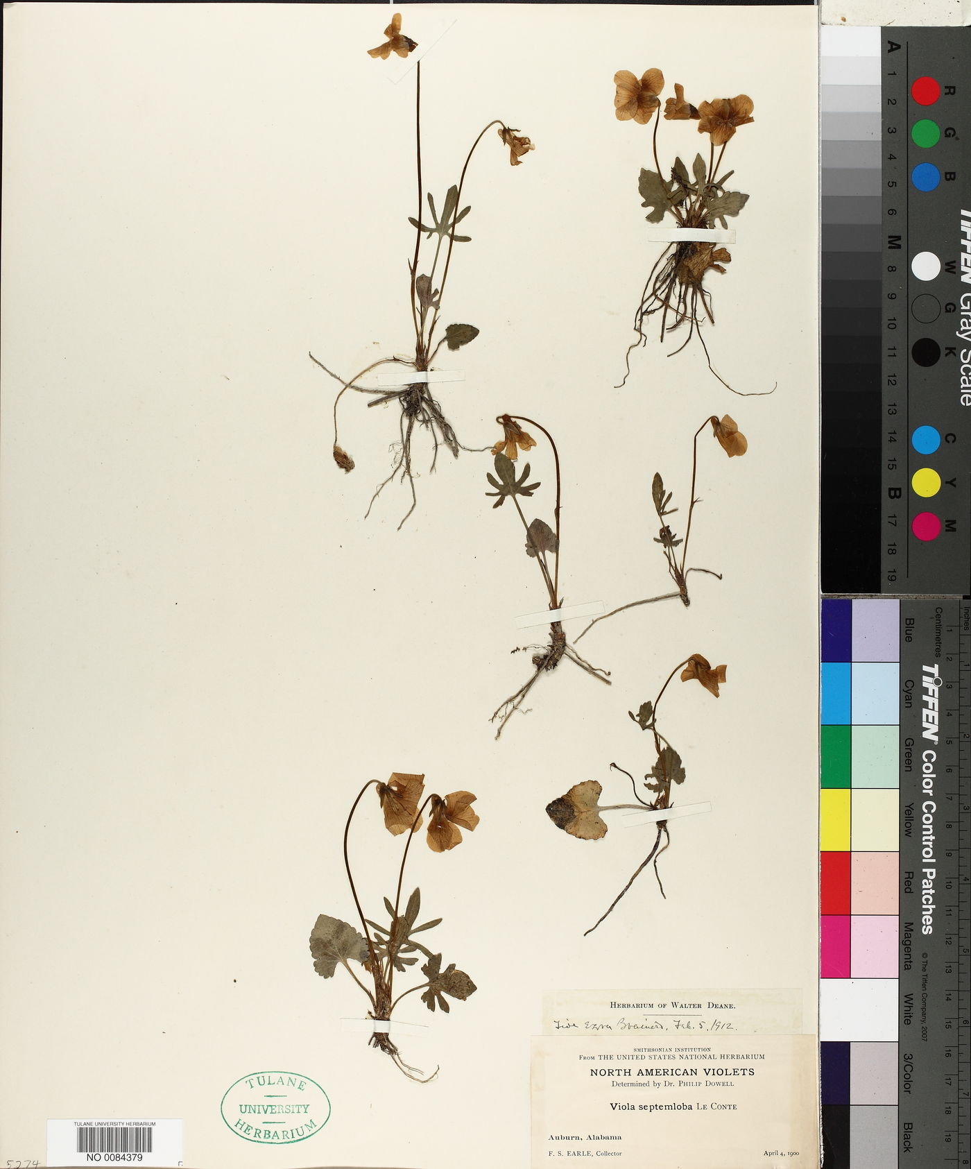 Viola septemloba image
