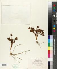Viola trinervata image