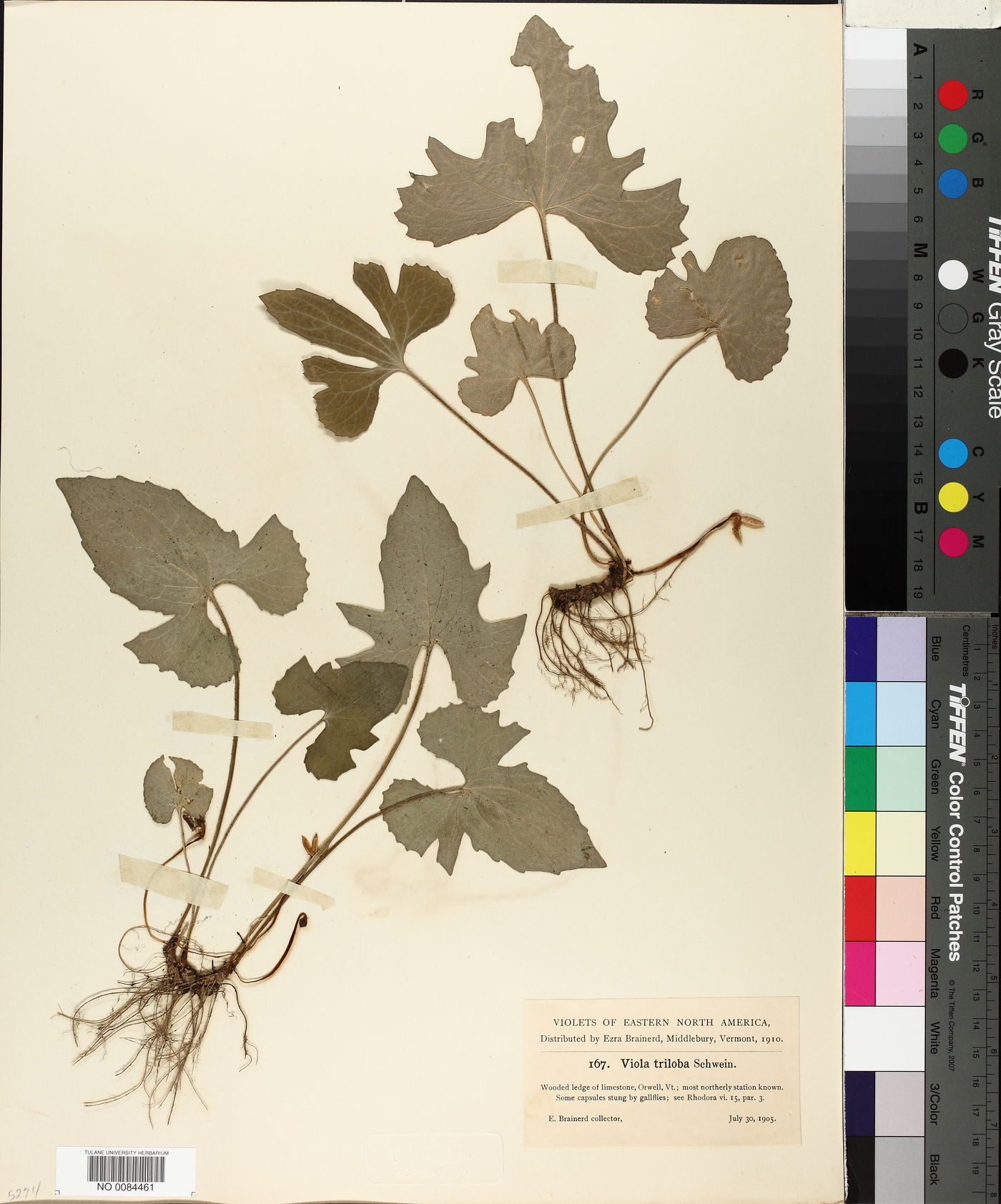 Viola triloba image