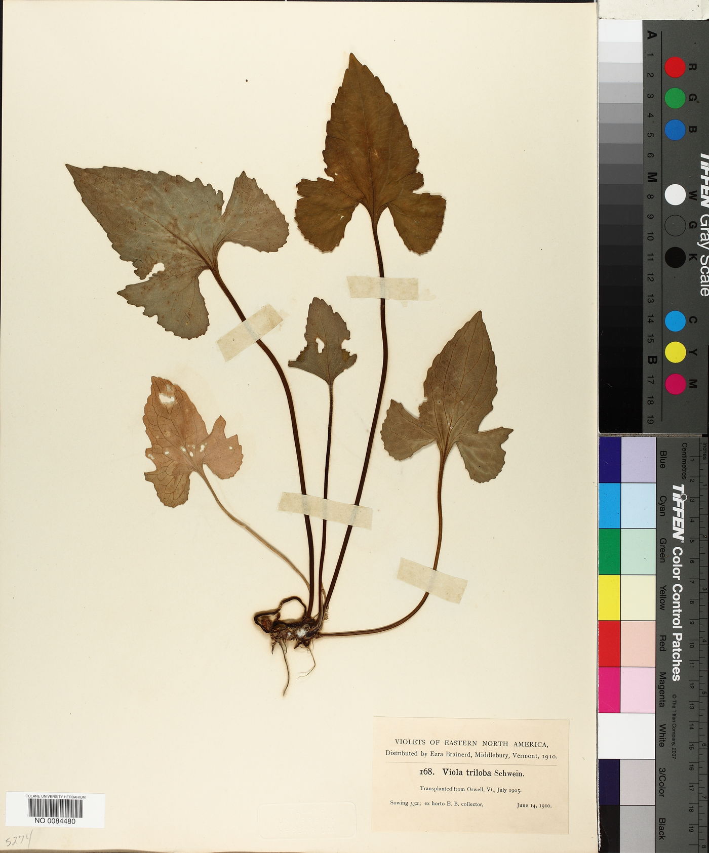 Viola triloba image