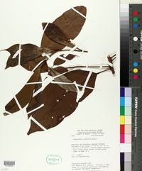 Image of Lindackeria latifolia