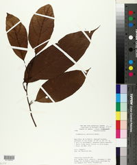 Lindackeria latifolia image