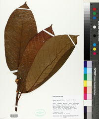 Image of Mayna grandifolia