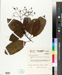 Image of Hasseltia floribunda