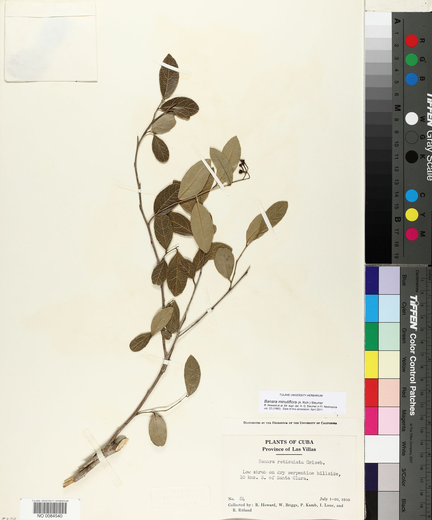 Banara minutiflora image