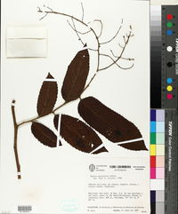 Banara guianensis image