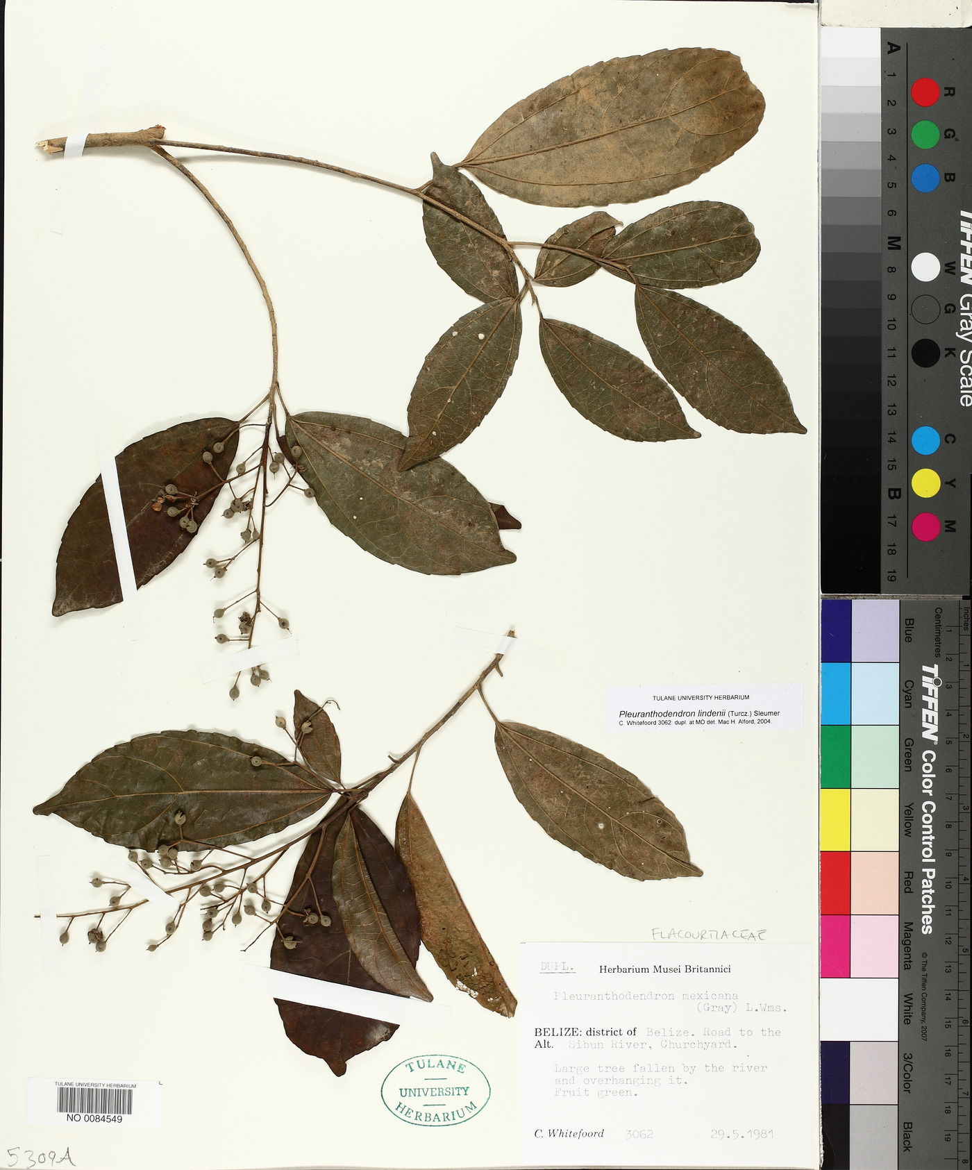 Pleuranthodendron lindenii image