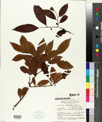Image of Xylosma pubescens