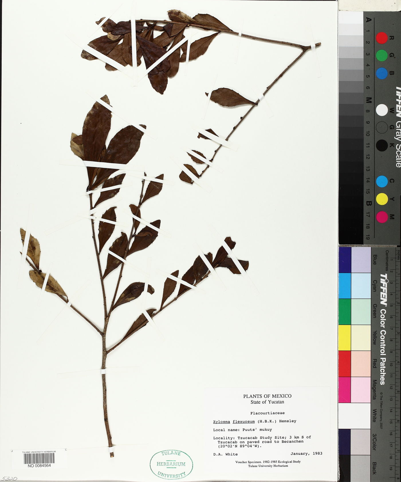 Xylosma flexuosum image
