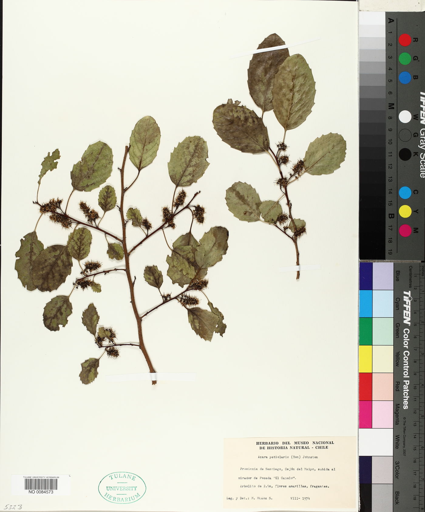 Azara petiolaris image