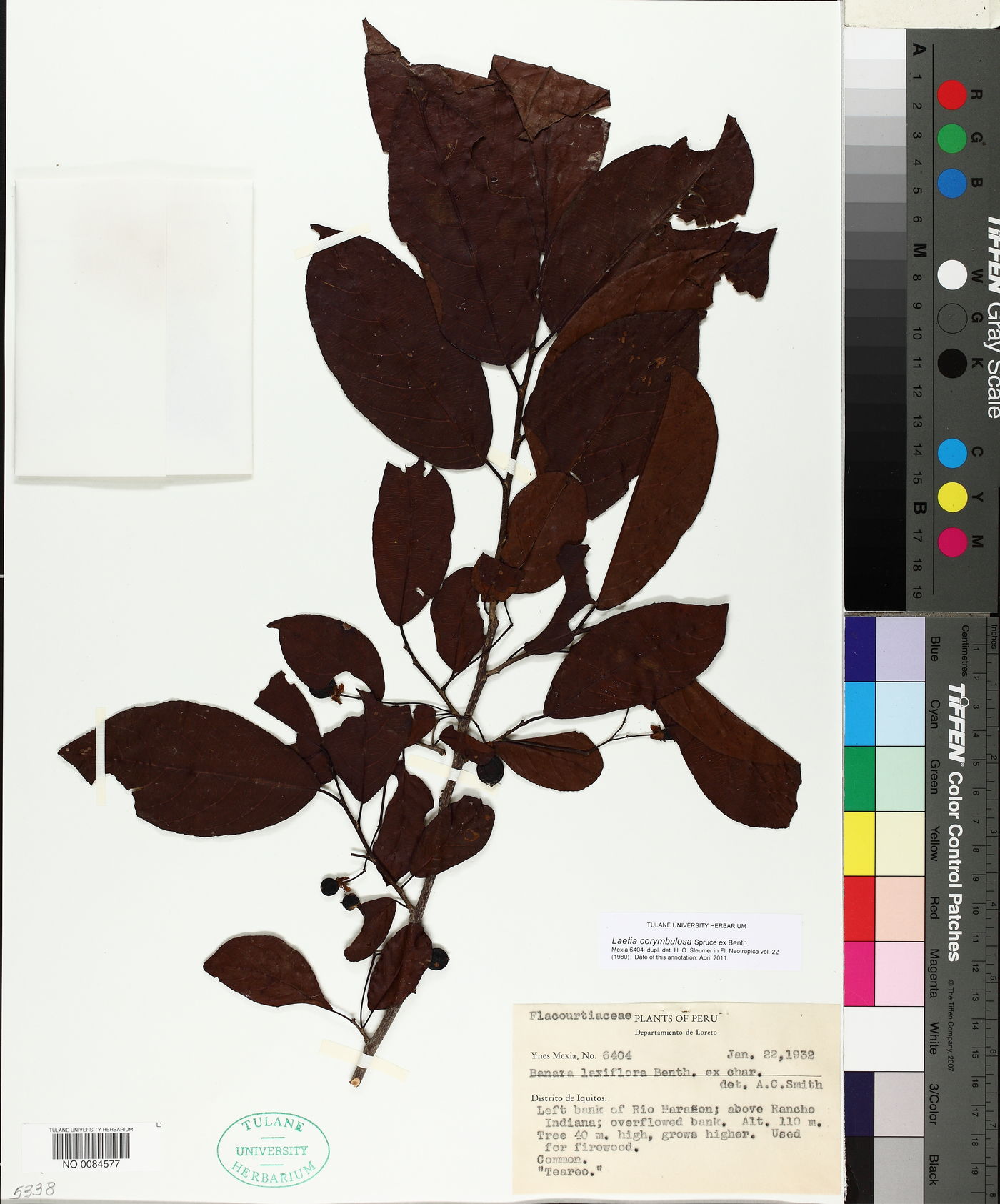 Laetia corymbulosa image
