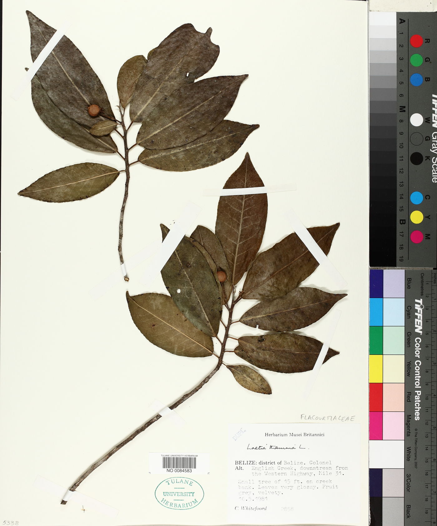 Laetia thamnia image