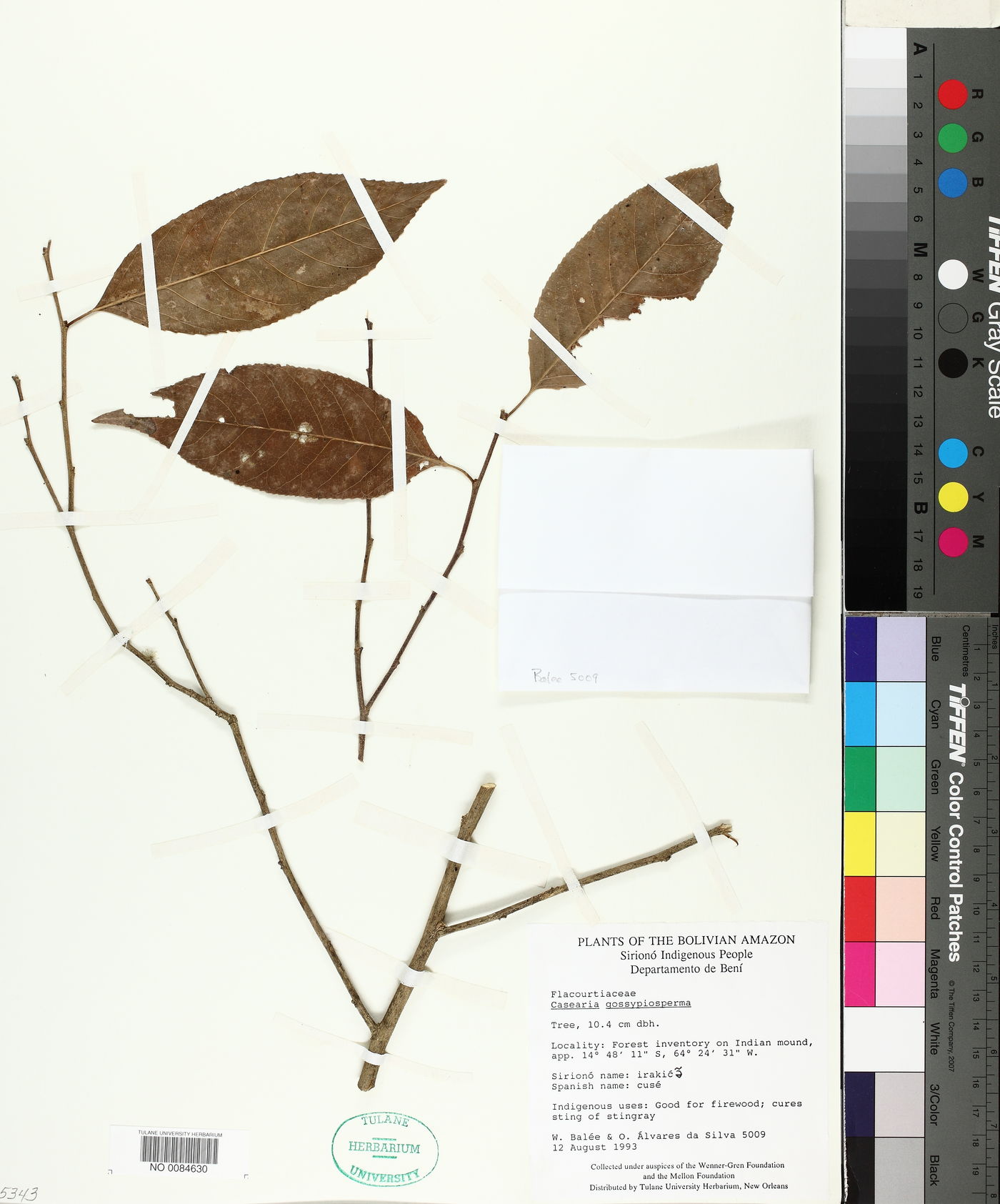 Casearia gossypiosperma image