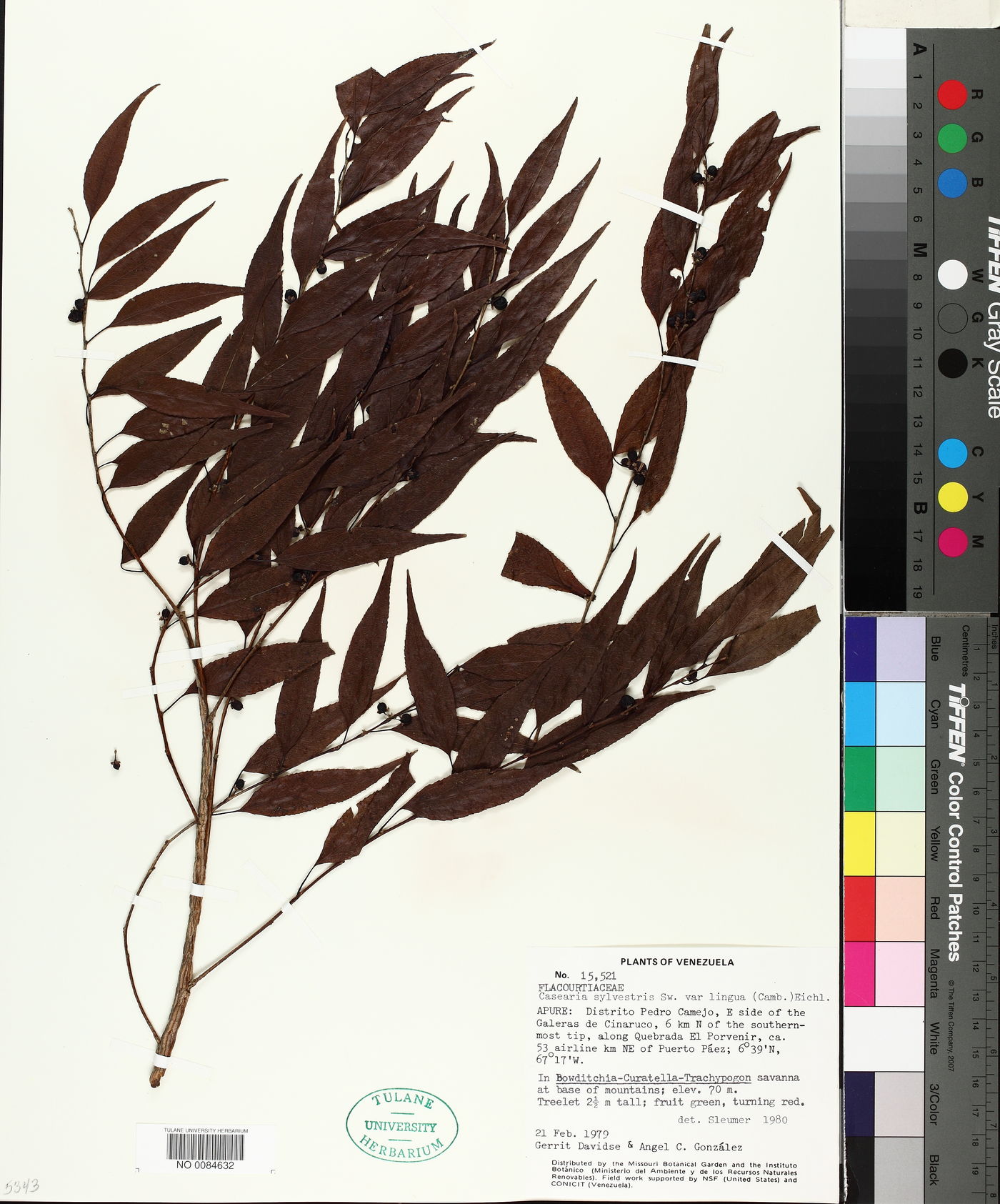 Casearia sylvestris var. lingua image