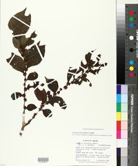 Casearia subsessiliflora image