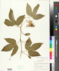 Passiflora incarnata image