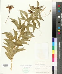 Passiflora incarnata image