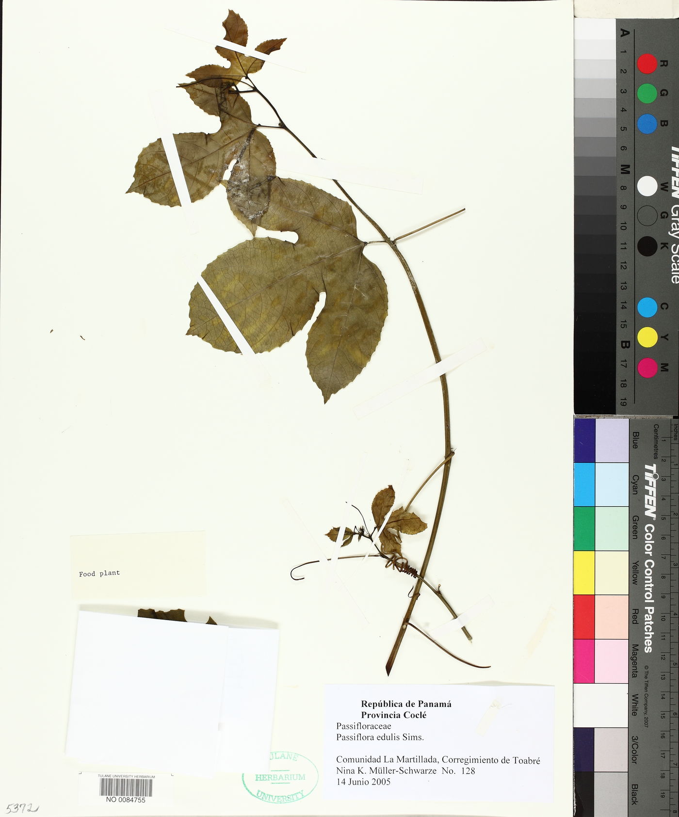 Passiflora edulis image