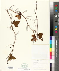 Passiflora ciliata image