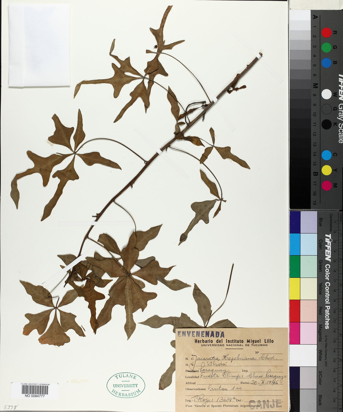 Jacaratia corumbensis image