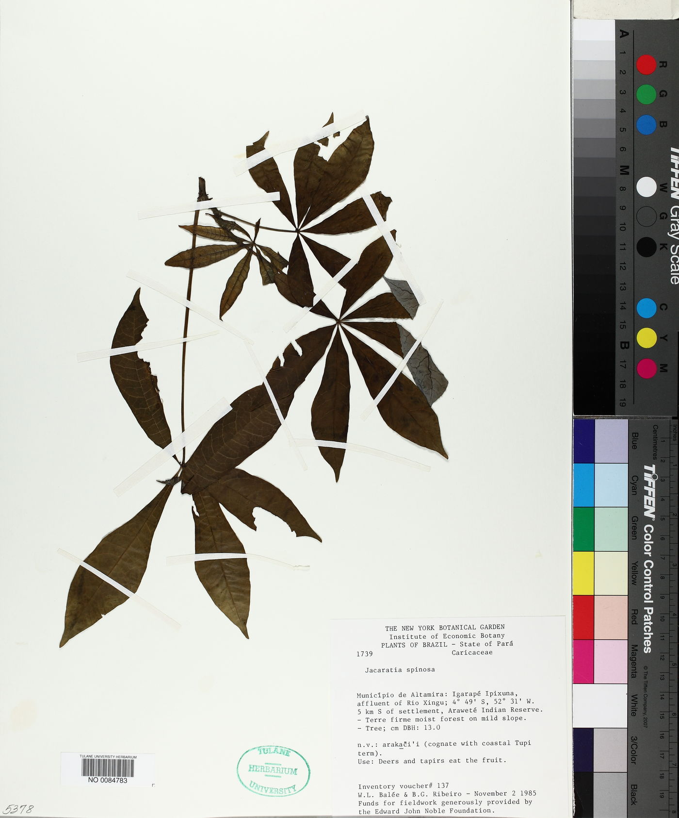Jacaratia spinosa image