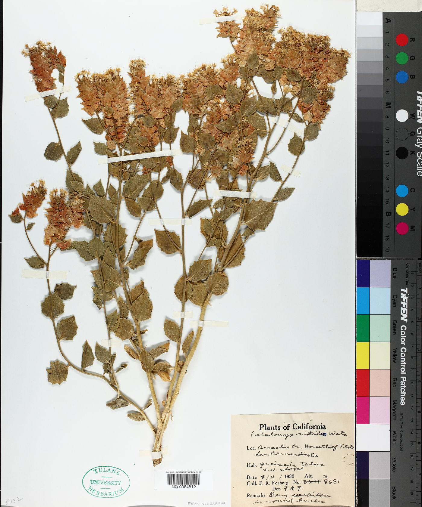 Petalonyx nitidus image
